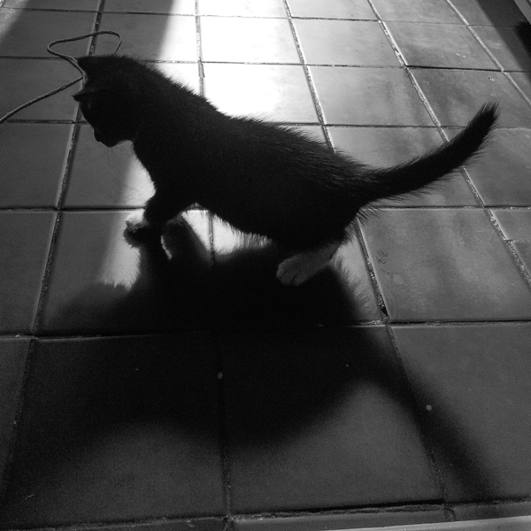 kitten and shadow